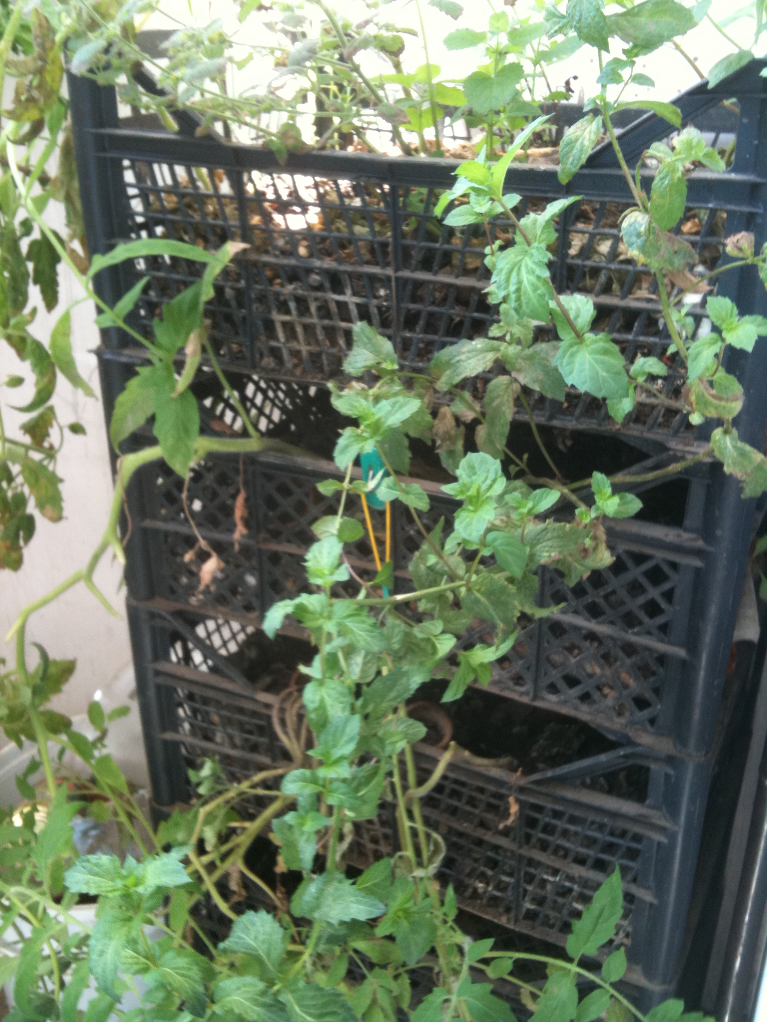 garden fruit boxes.JPG