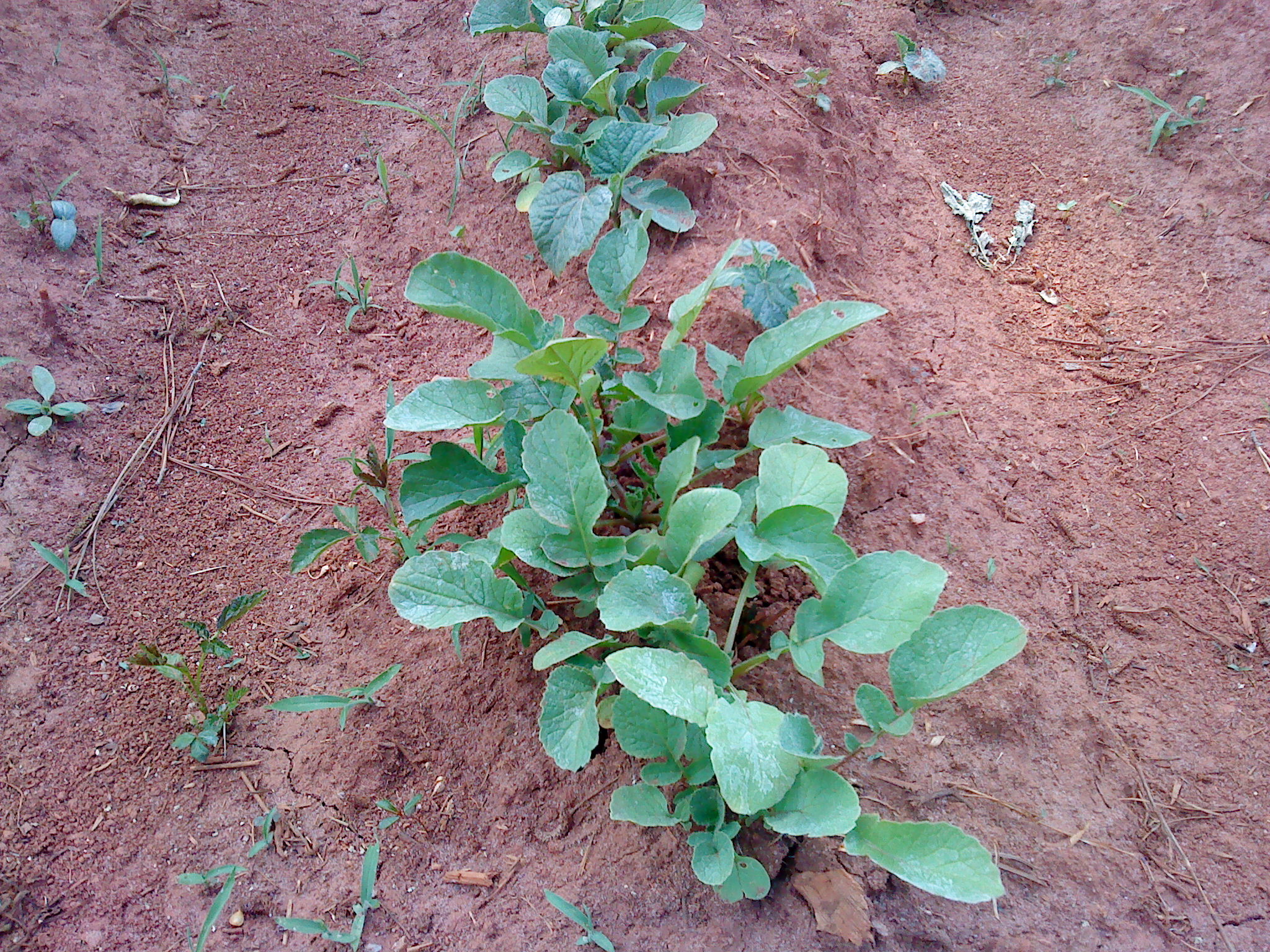 garden radish.JPG