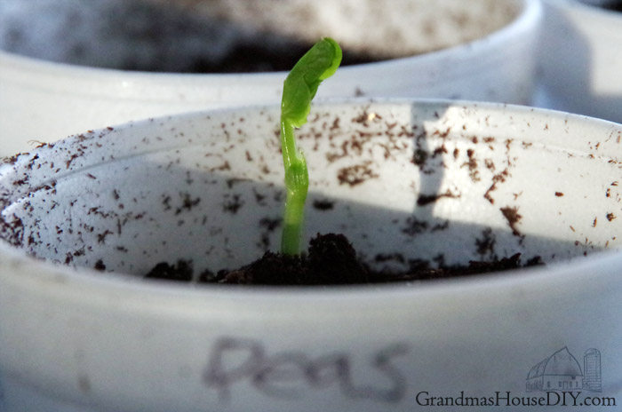 garden-peas-seedlings-grow.jpg