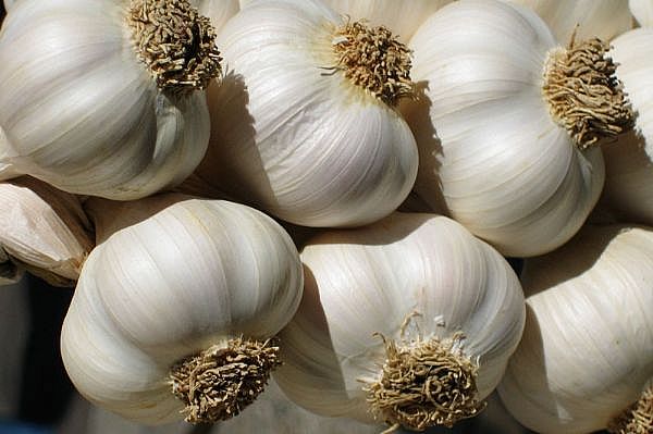 garlic.jpg