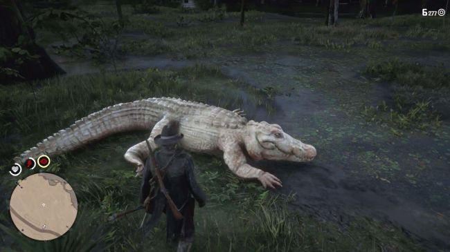 gator.jpg