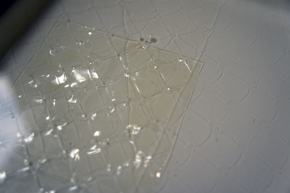 gelatine01.jpg