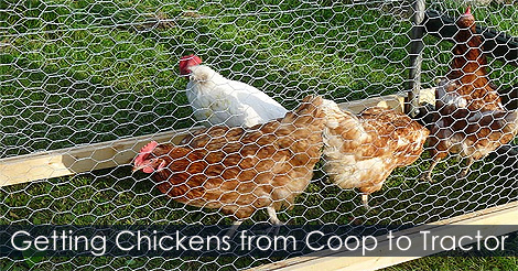 getting-chickens-mobile-coop.jpg