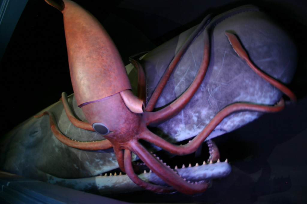 giant-squid.jpg