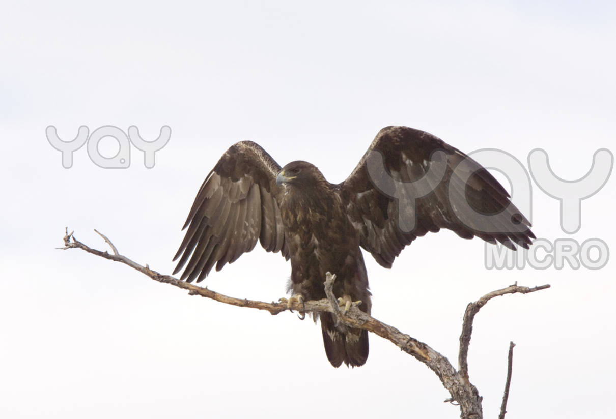 golden-eagle-on-tree-branch-86c413.jpg