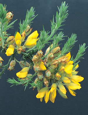 gorse.jpg