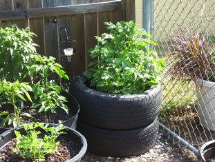 grow-potatoes-in-tires.jpg