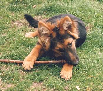 gsd-stick.jpg