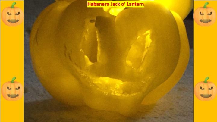 habanero jack olantern.jpg