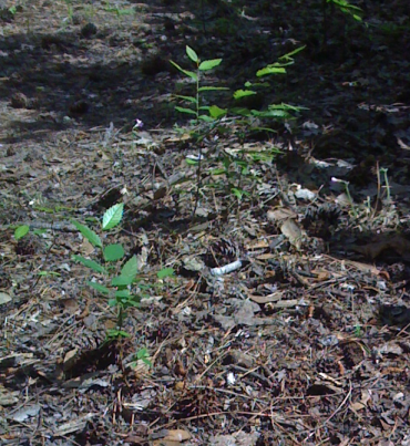 hackberry_seedlings_2.png