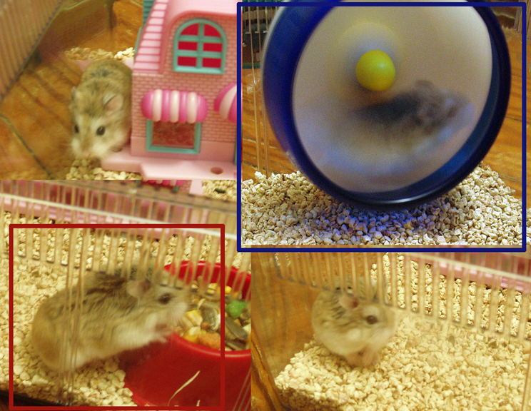 hamster_collage.jpg