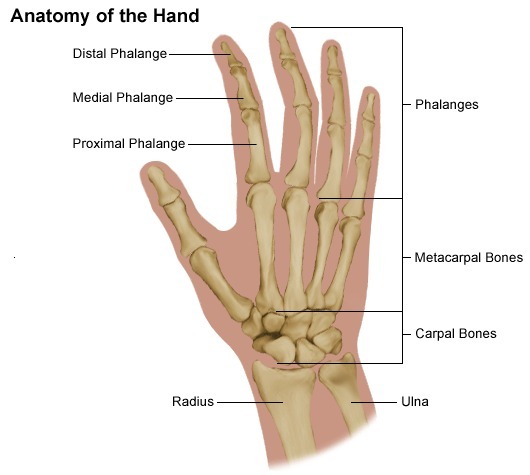 handpainandproblems-diagram-hand.jpg