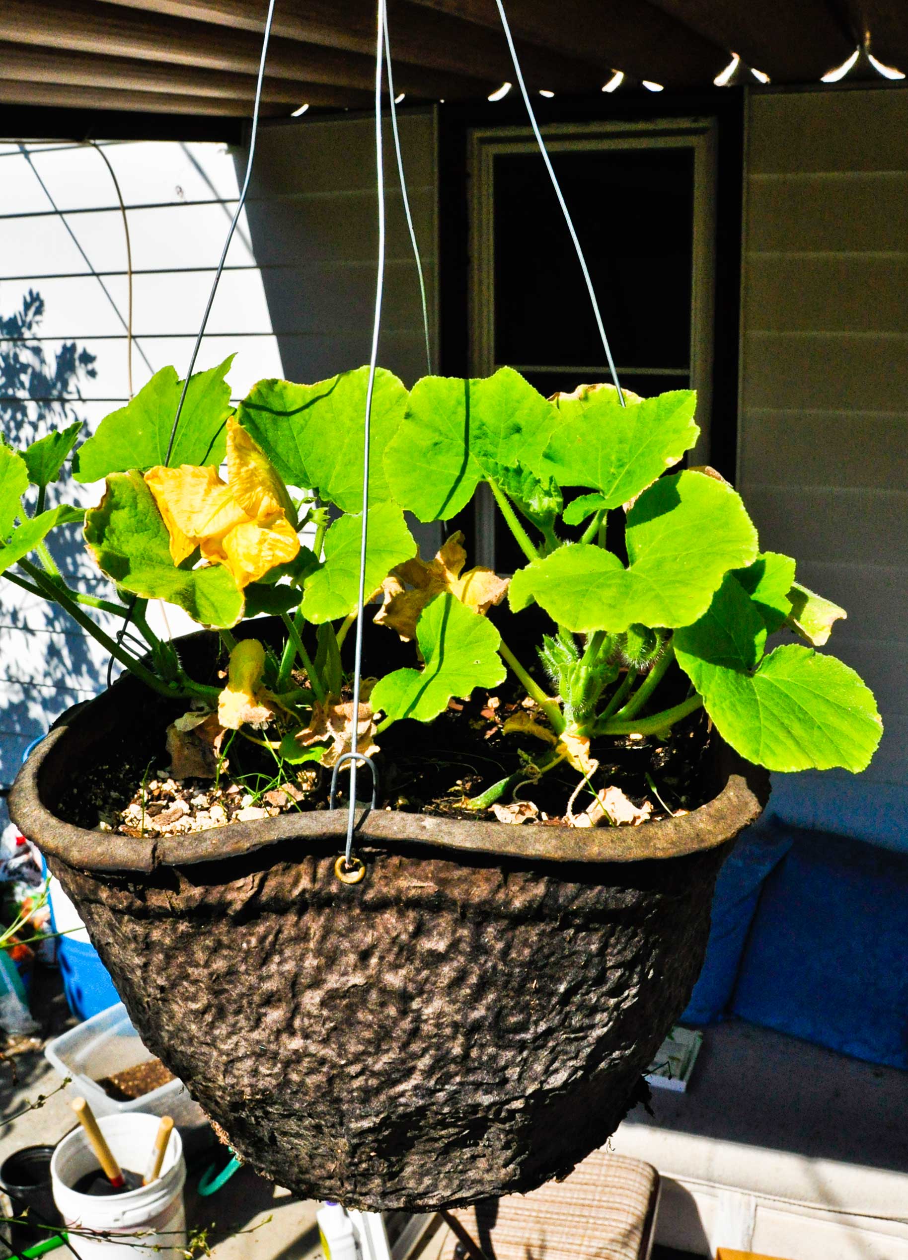 hanging-cukes.jpg