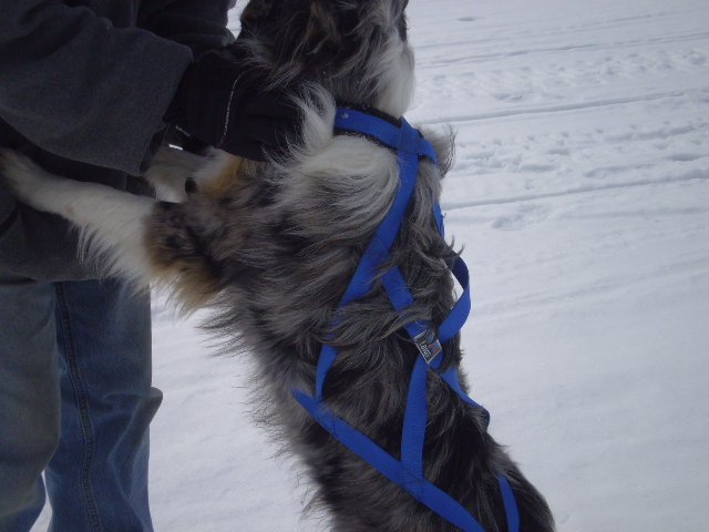 harness on dog.JPG