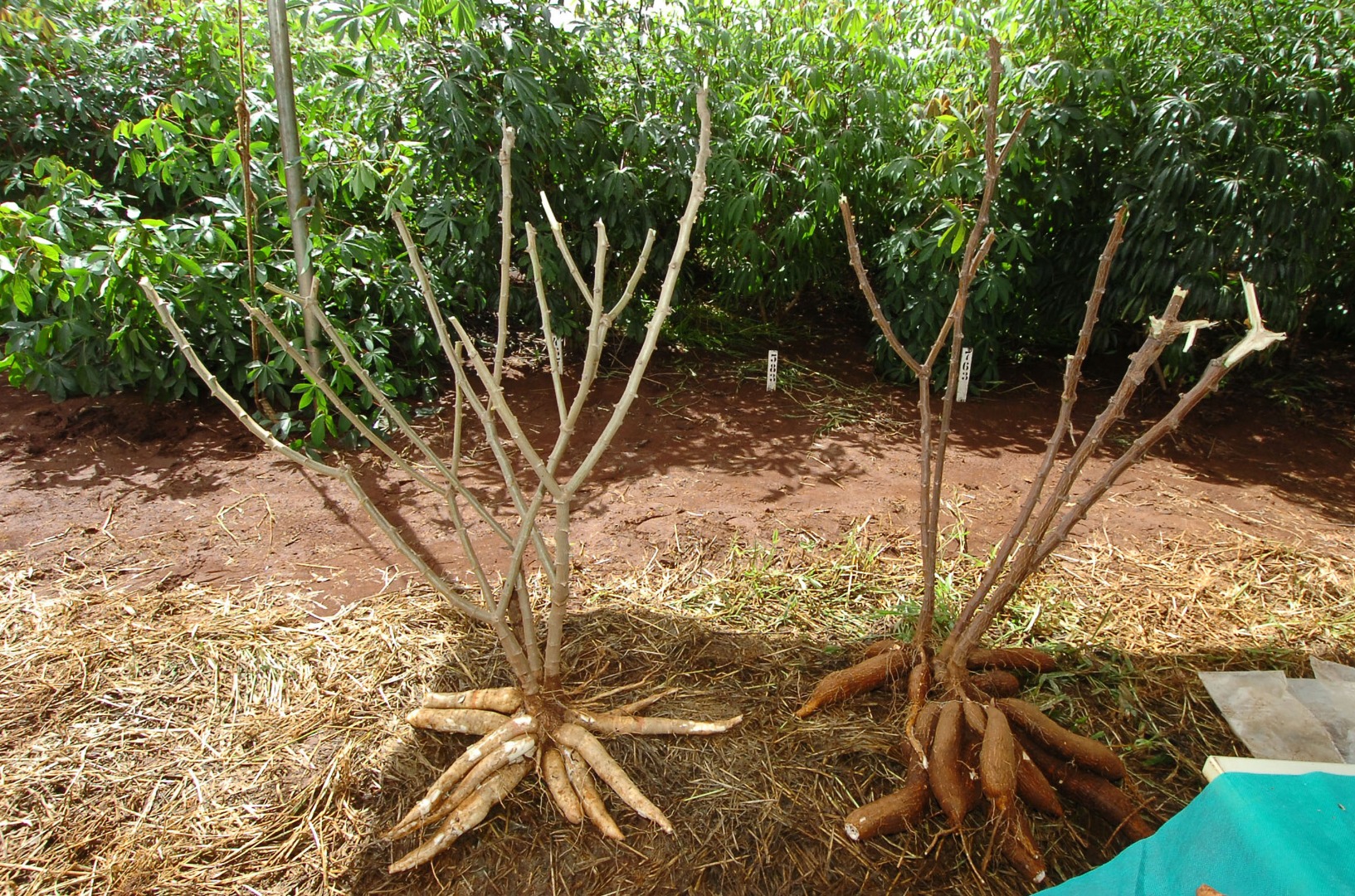 harvest yuca.jpg