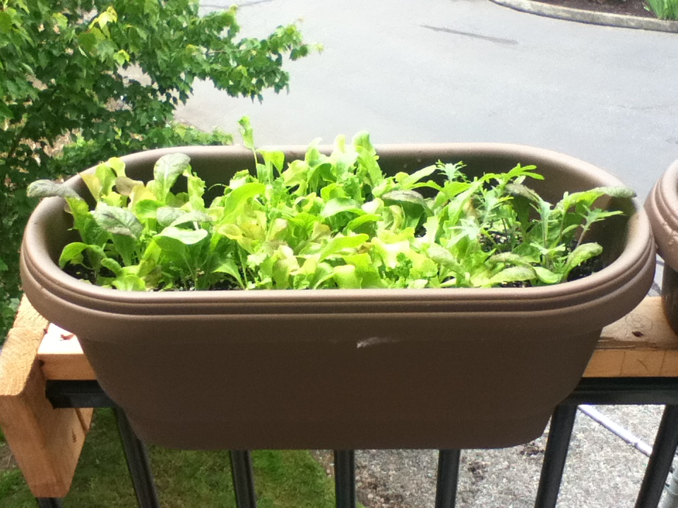 harvested_greens_for_two_sandwiches_already_railing_planter.jpg