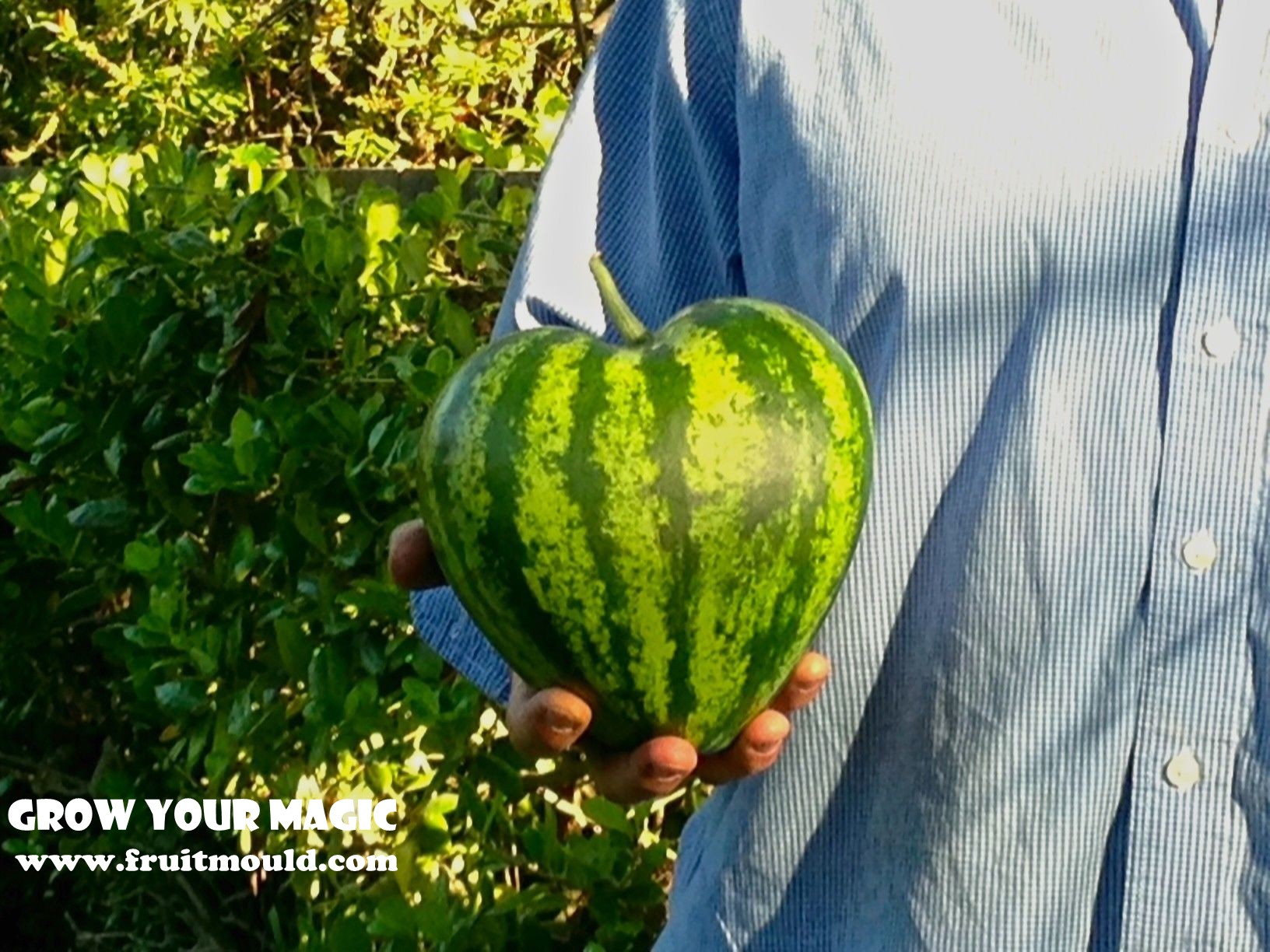 heart shape watermelon 1.jpg