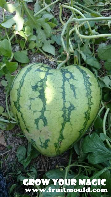 heart shape watermelon.jpg