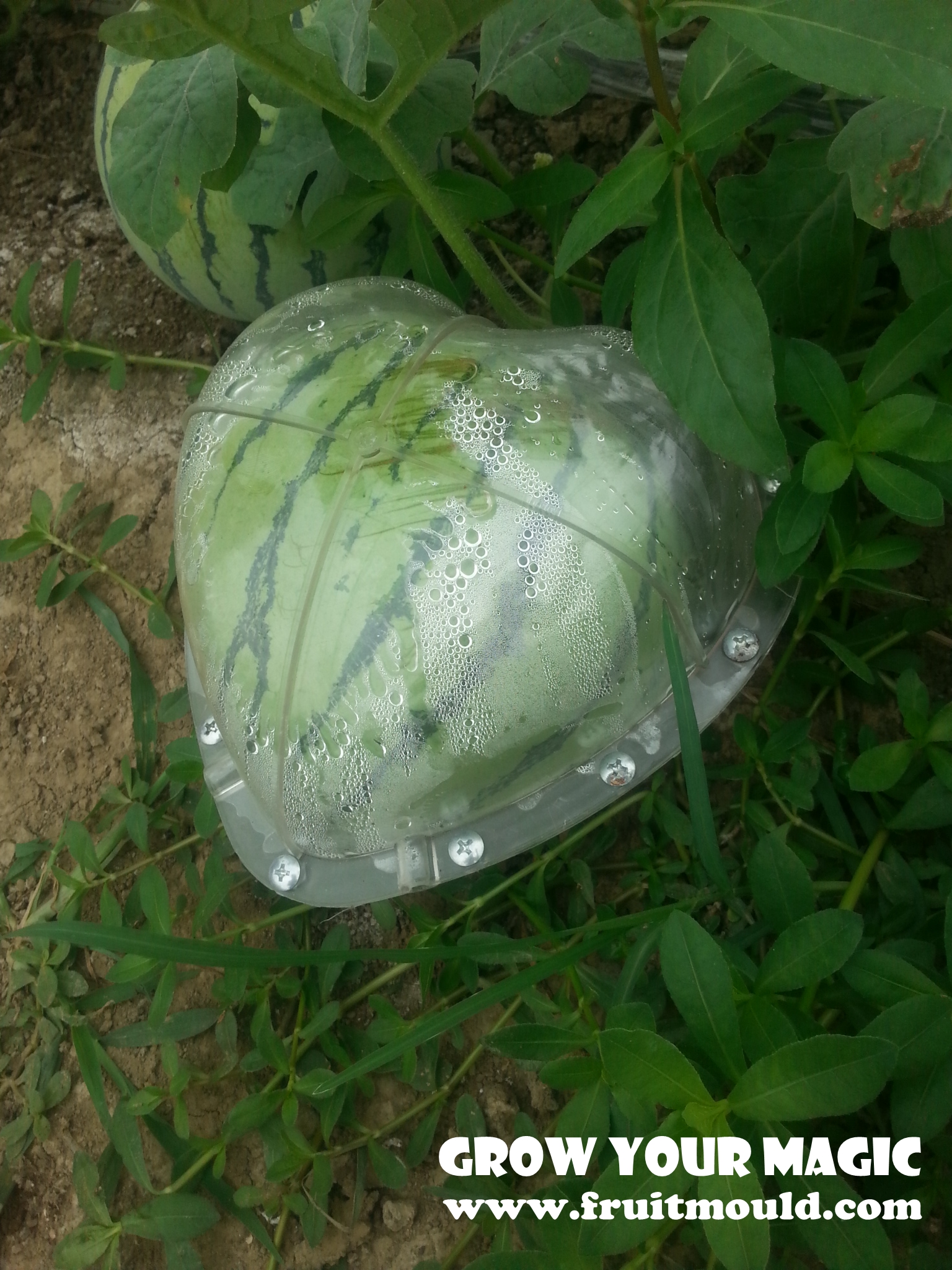 heart watermelon mold.jpg