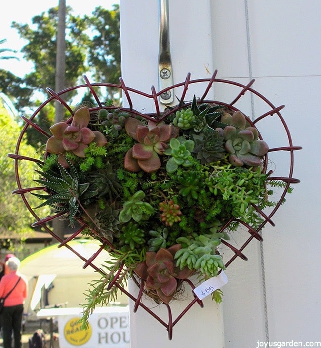 heart-shaped-wire-frame-planted-with-succulents.jpg