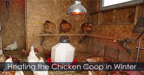 heating-chicken-ccop-in-winter.jpg