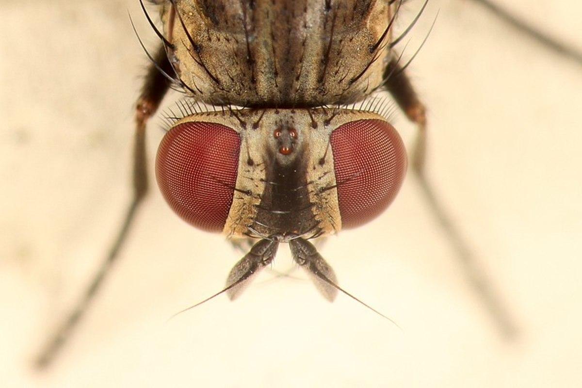 here-comes-summer-and-the-dangerous-house-fly.jpg