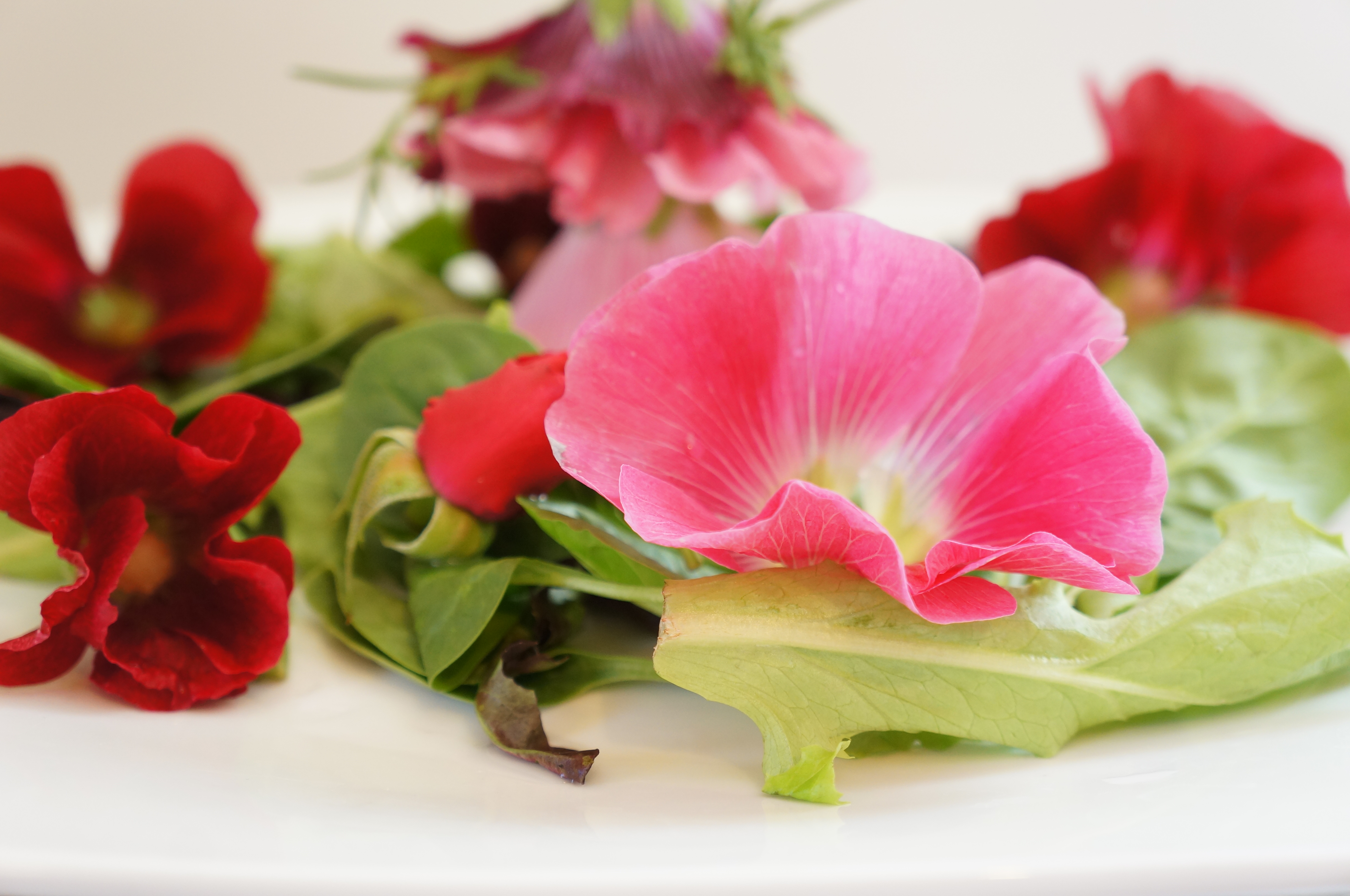 hollyhock salad 032.JPG