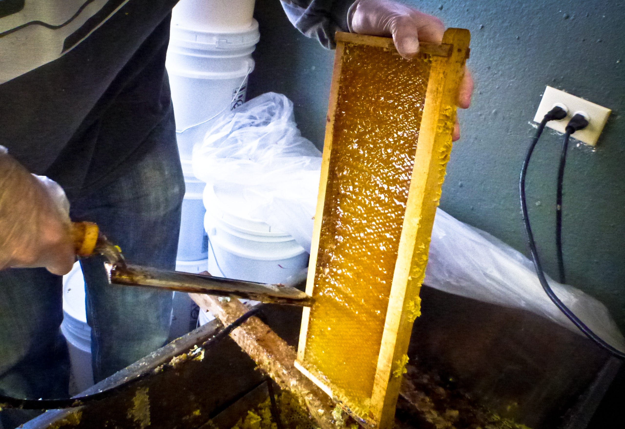 honey extraction-6.jpg