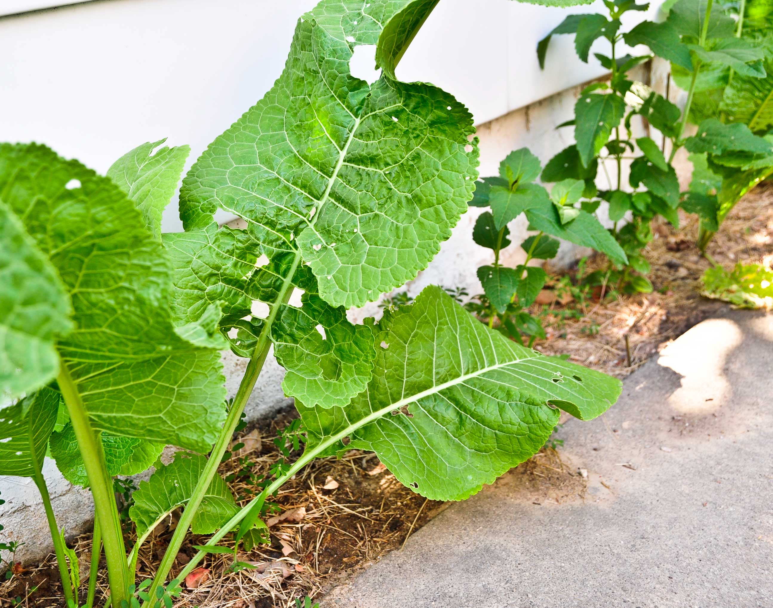 horseradish-in-bed.jpg