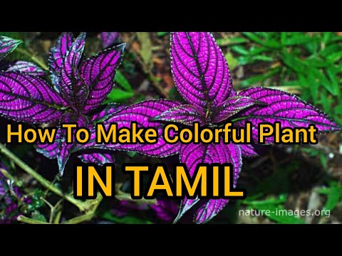 how to make colourfull plant