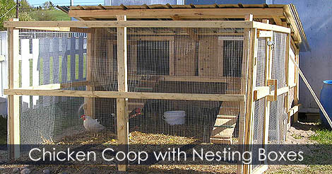 how-to-build-chicken-coop.jpg