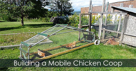 how-to-build-chicken-tractor.jpg