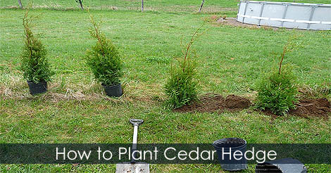 how-to-plant-cedar-hedge.jpg