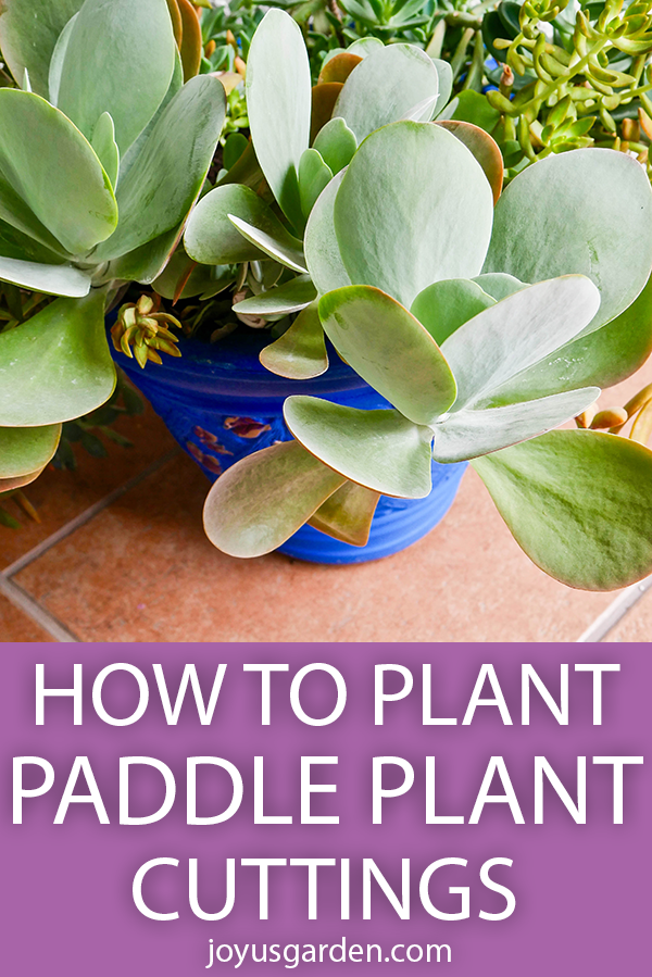 how-to-plant-paddle-plant-cuttings.png