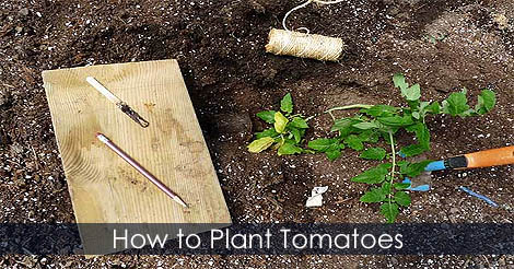 how-to-plant-tomatoes.jpg