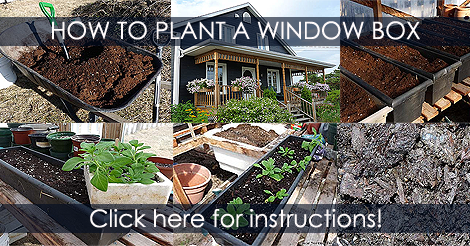 how-to-plant-window-box-instructions.png