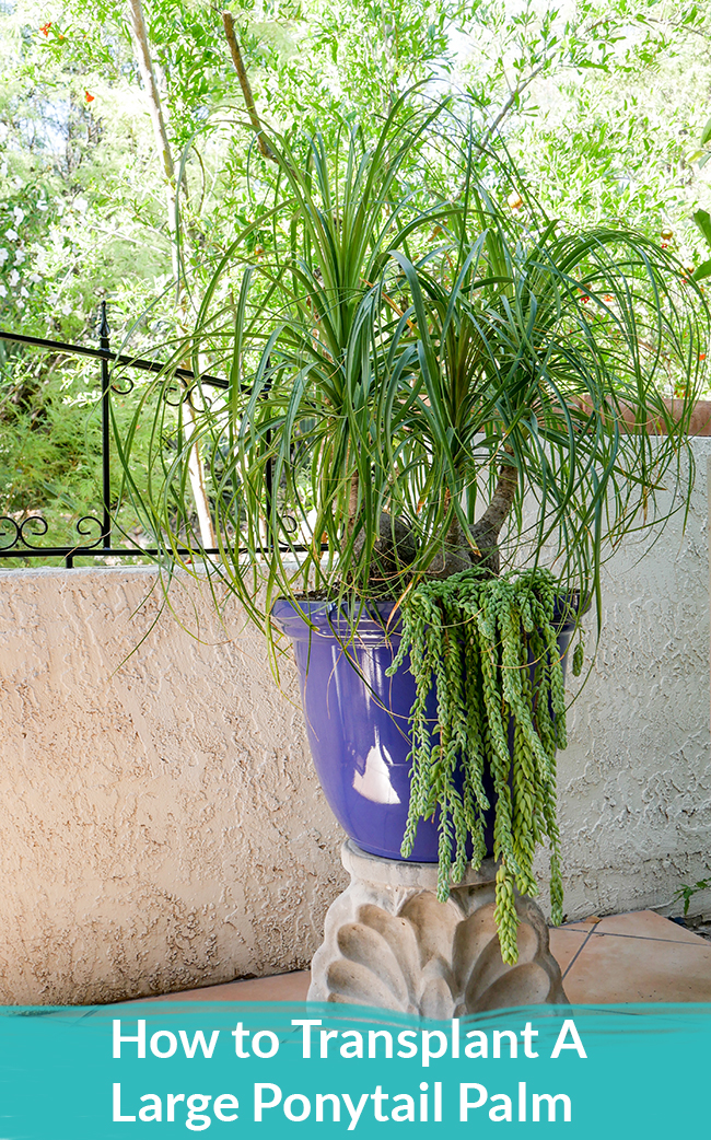 how-to-transplant-a-large-ponytail-palm.jpg