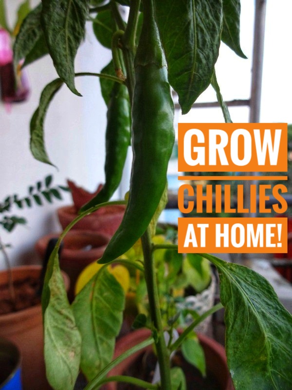 how_to_grow_chillies_13_l4-01.jpeg