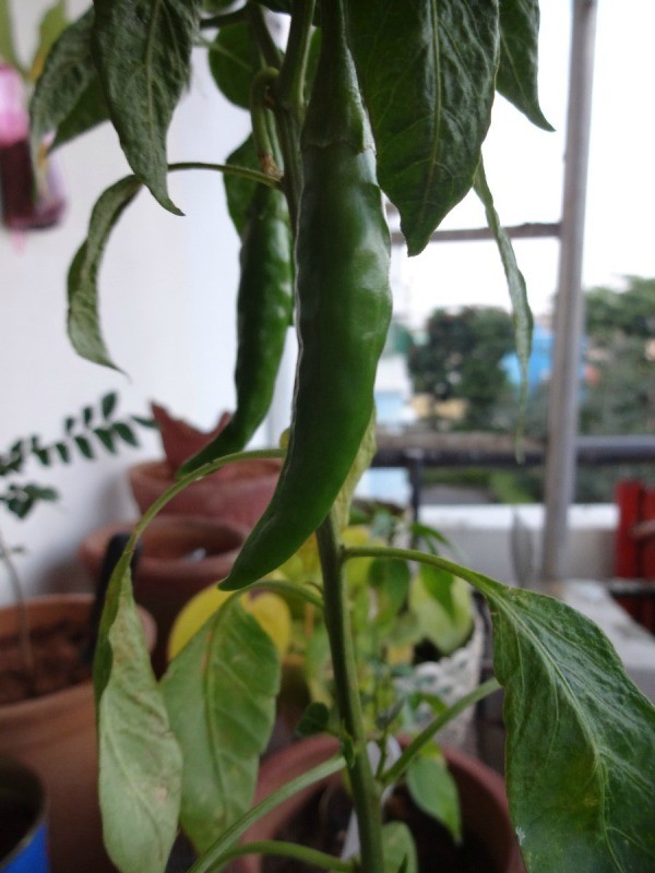 how_to_grow_chillies_13_l4.jpg