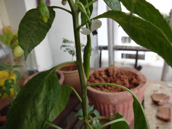 how_to_grow_chillies_8_l2.jpg