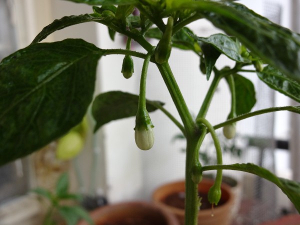 how_to_grow_chillies_l2.jpg