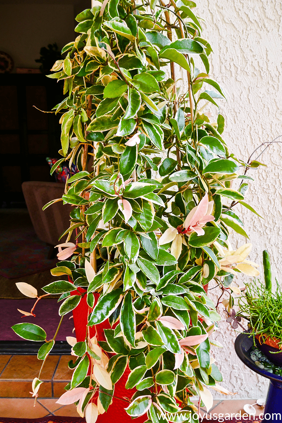 hoya-carnosa-variegata.png