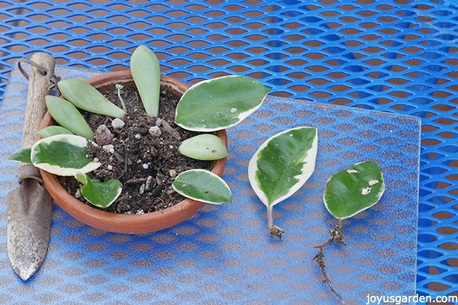 hoya-leaf-cuttings_new.jpg