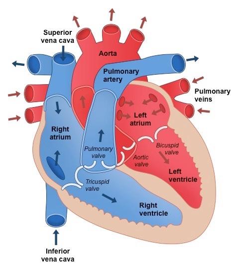 human-heart_med.jpeg