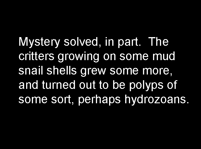 hyrozoantext.jpg