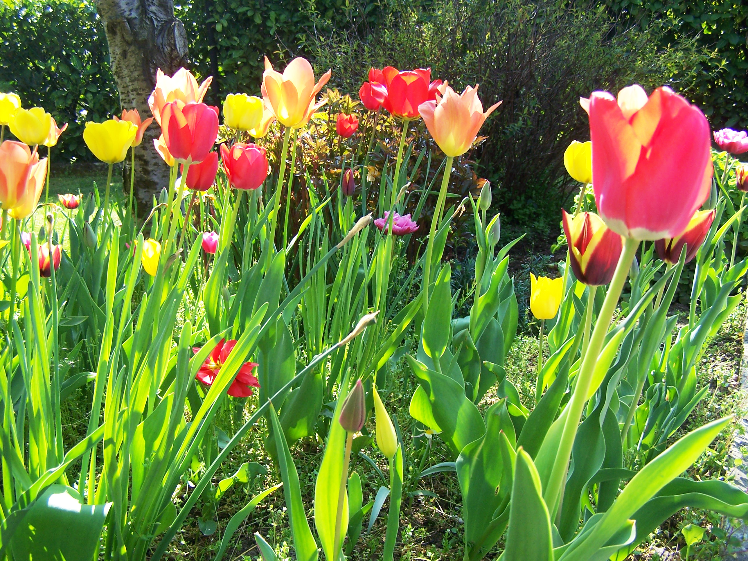 i tulipani 01.jpg