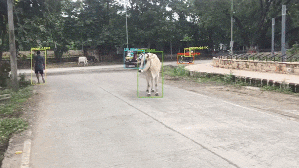 indian_road_cow.gif