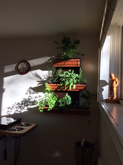 indoor garden 3.JPG