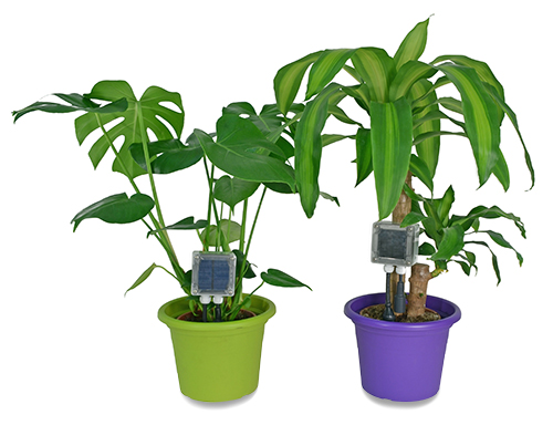 indoor_plants_small.jpg