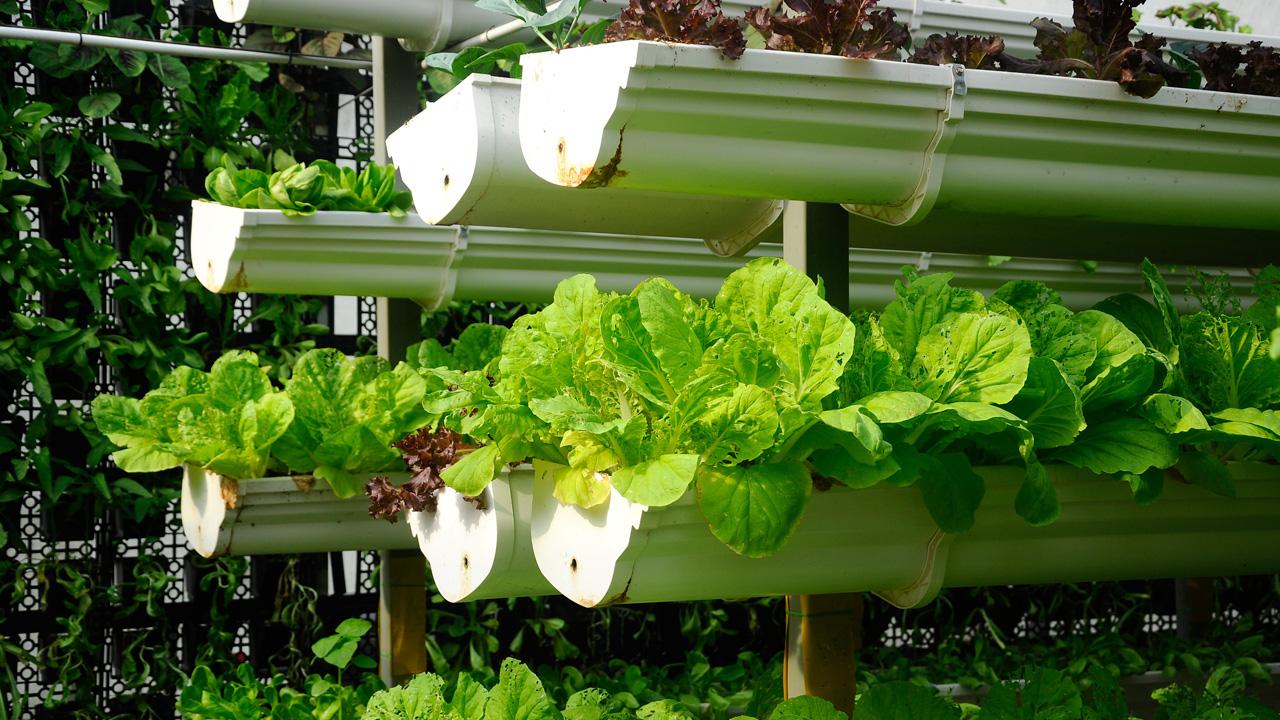 innovative-growing-solutions-vertical-gardens.jpg